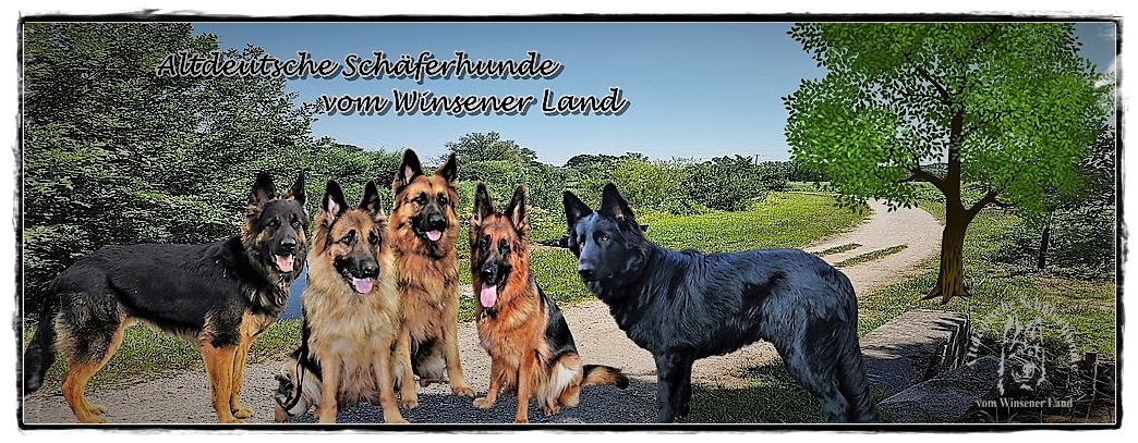 Idena- Cheyenne - altdeutsche-schäferhunde-vom-winsener-land-fotoalben.de